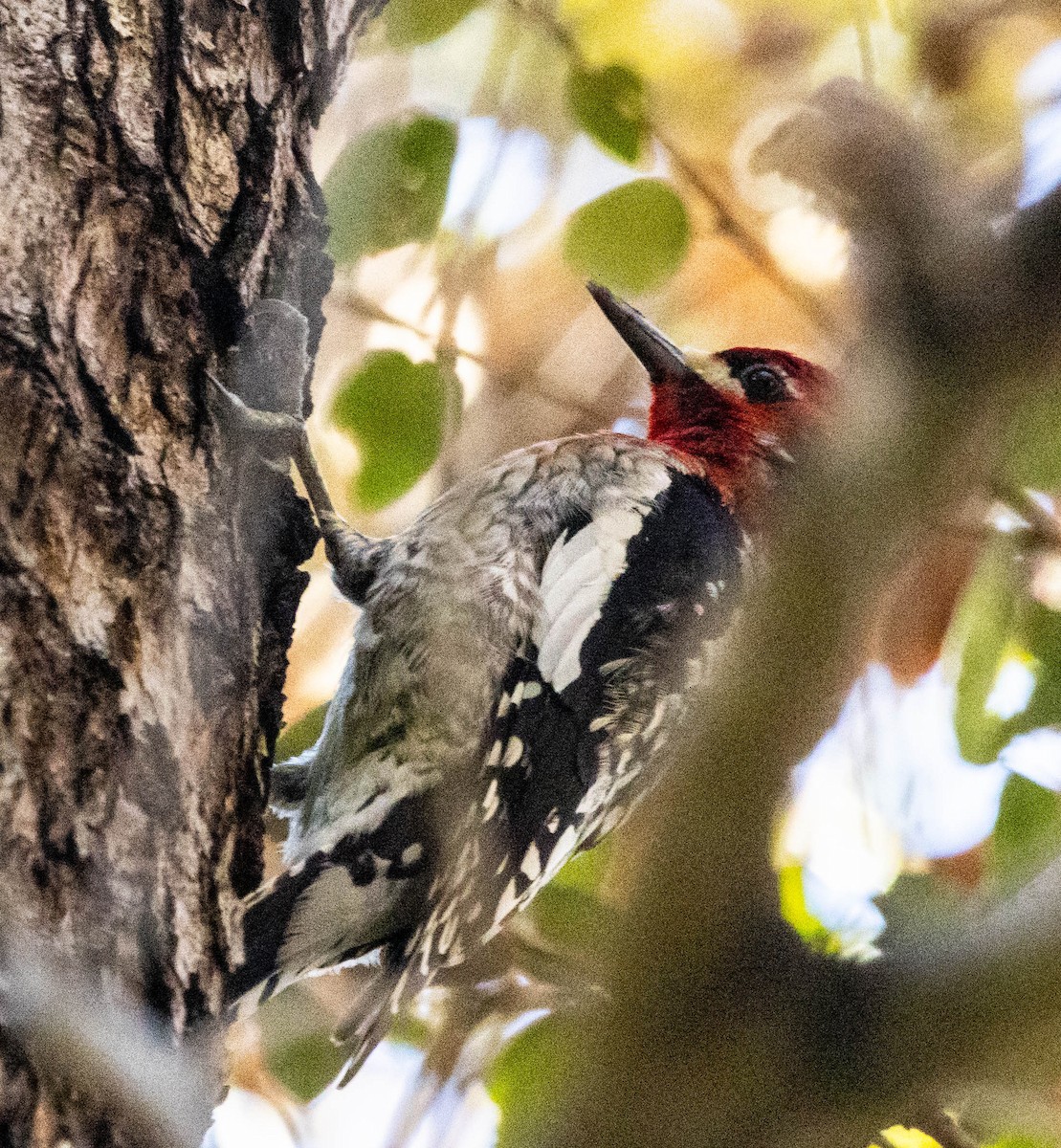 Red-breasted Sapsucker - ML615311513
