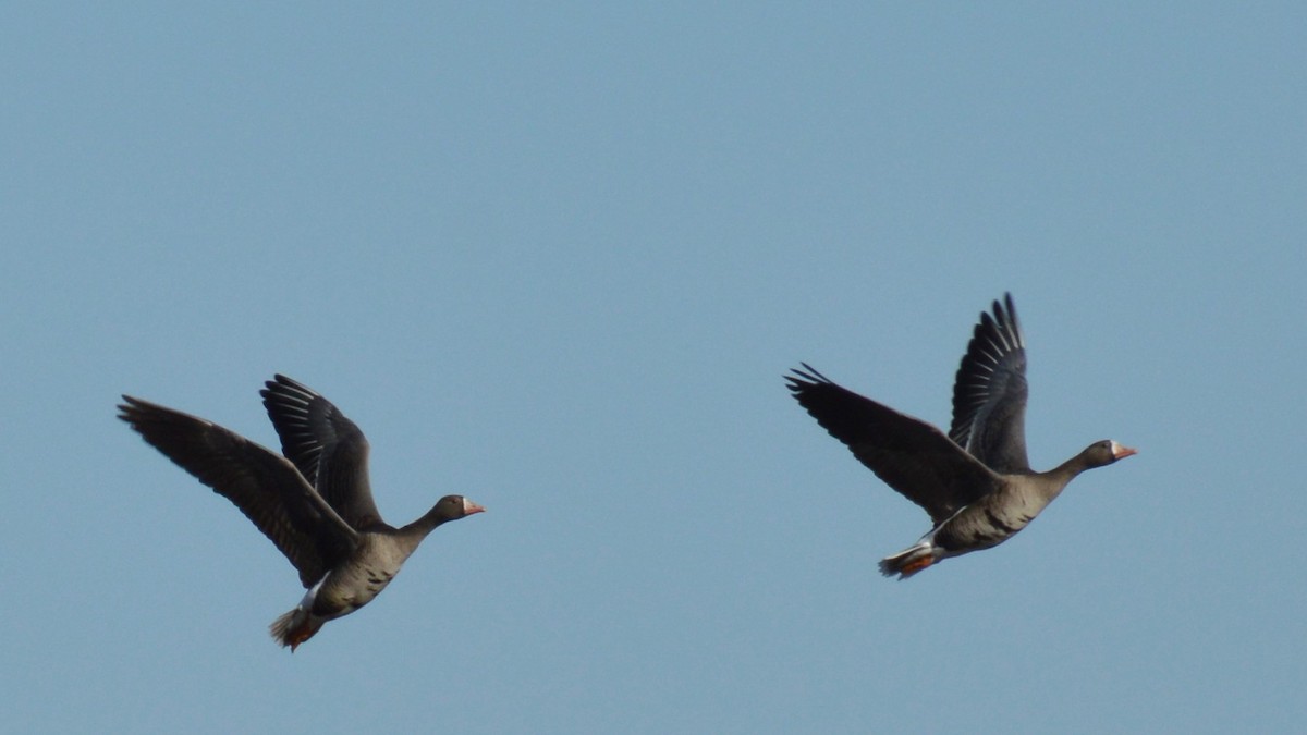 Greater White-fronted Goose - ML615311609