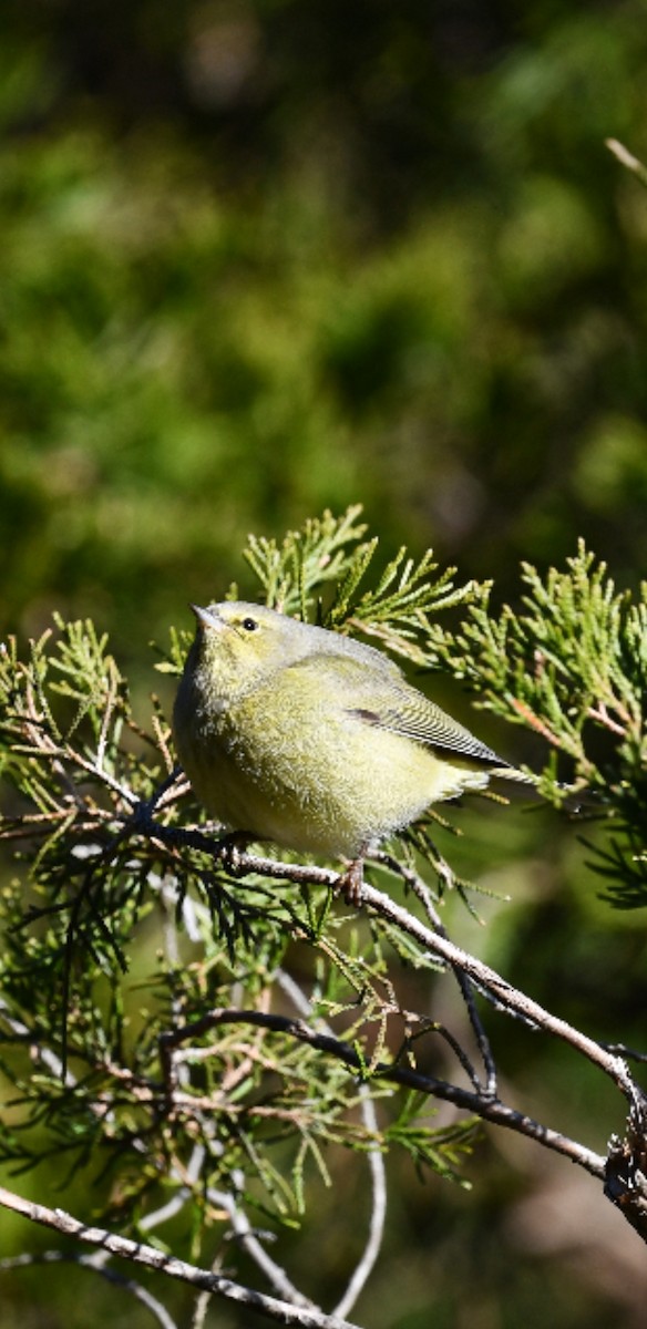 EBird Checklist 25 Feb 2024 Edwin B Forsythe NWR Wildlife Drive