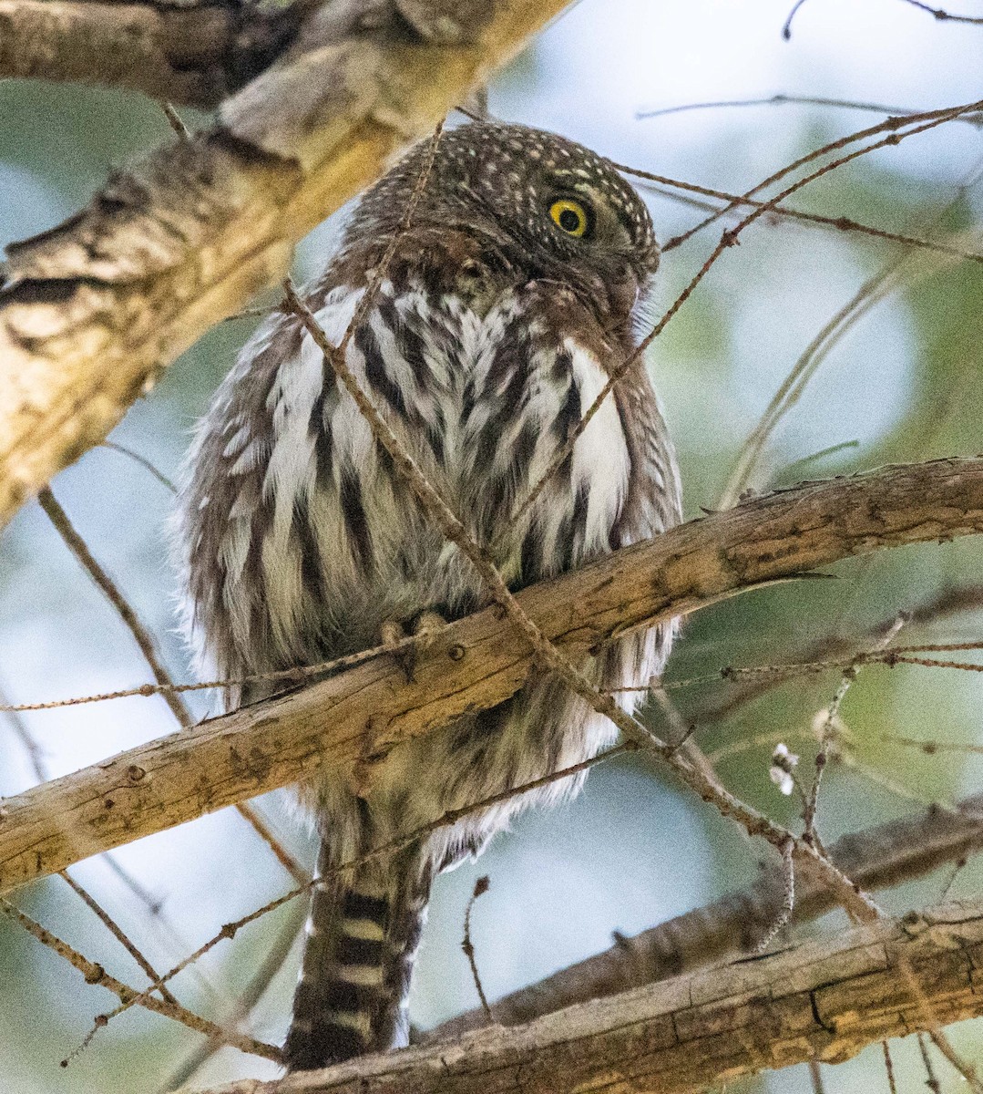 Northern Pygmy-Owl - ML615311635