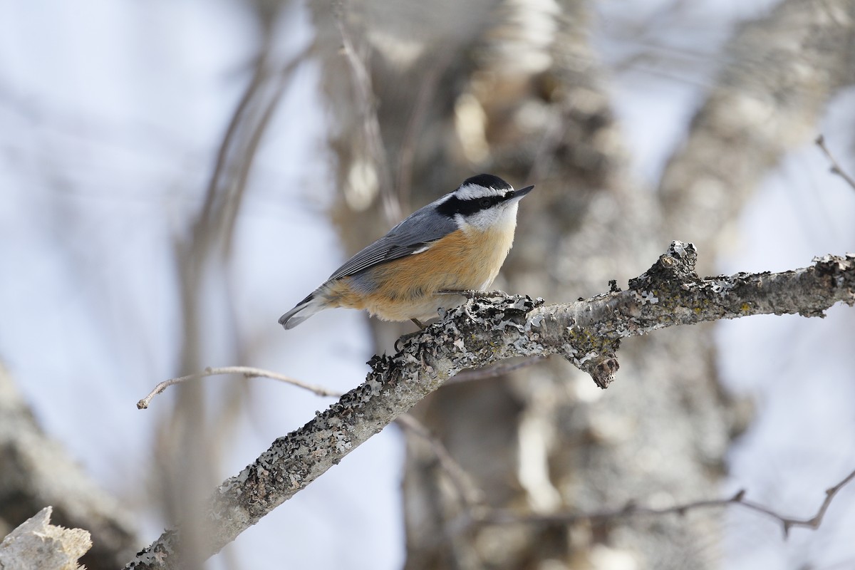 Red-breasted Nuthatch - ML615311647