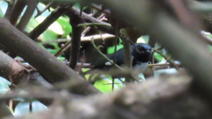 Black-throated Blue Warbler - ML615311683