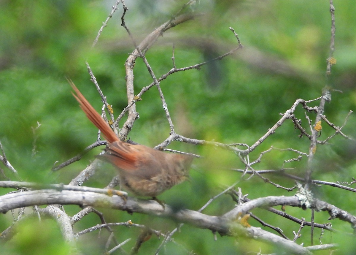 Brown-capped Tit-Spinetail - ML615311885
