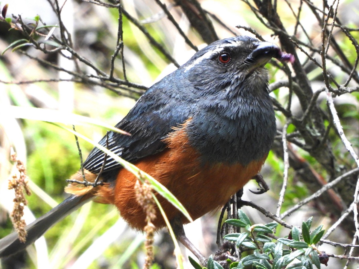 Rufous-bellied Mountain Tanager - ML615311892