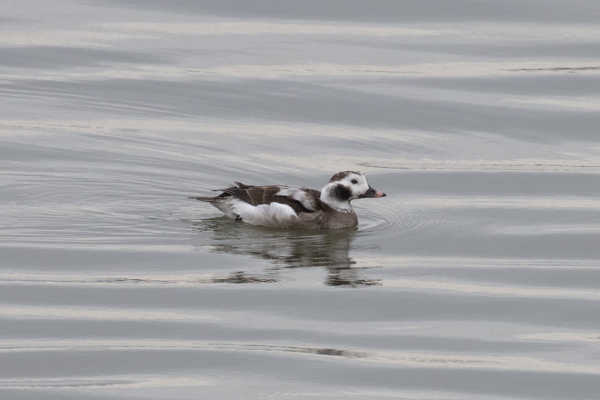 Long-tailed Duck - ML615311985