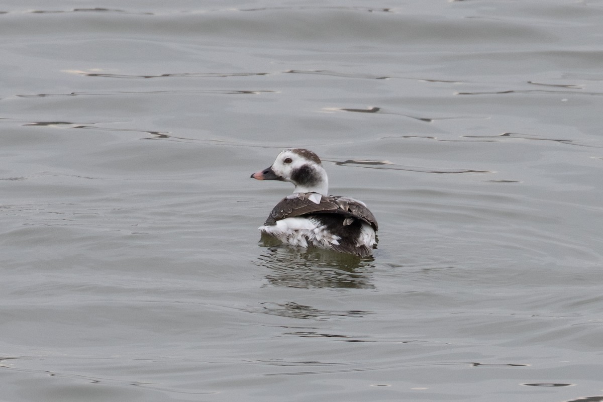 Long-tailed Duck - ML615311986