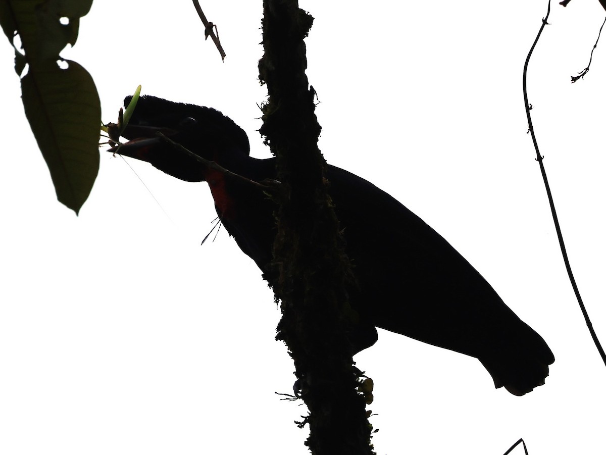Bare-necked Umbrellabird - ML615312007