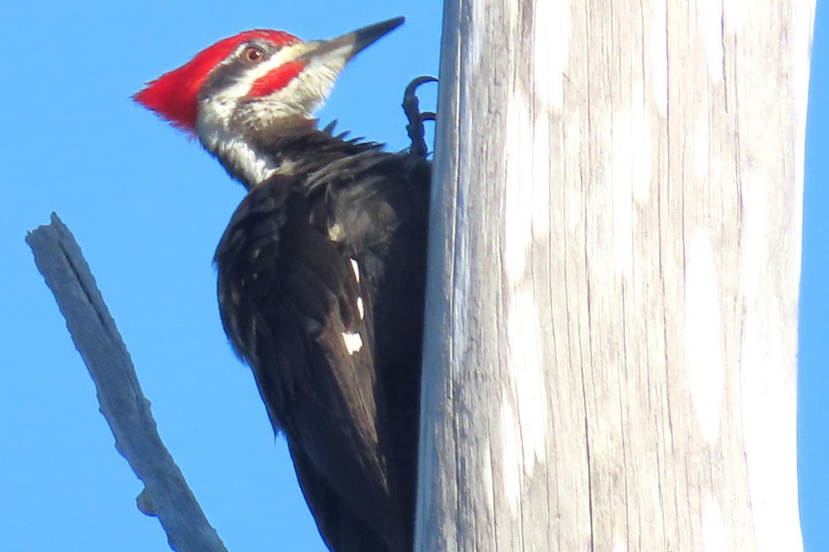 Pileated Woodpecker - Tom Obrock
