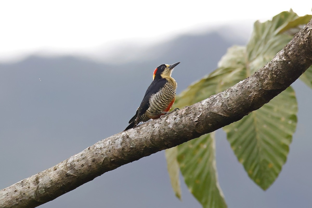 Beautiful Woodpecker - ML615312054