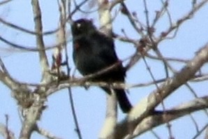 Rusty Blackbird - ML615312401