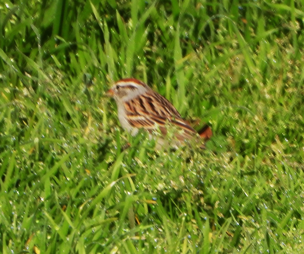 Chipping Sparrow - ML615312426