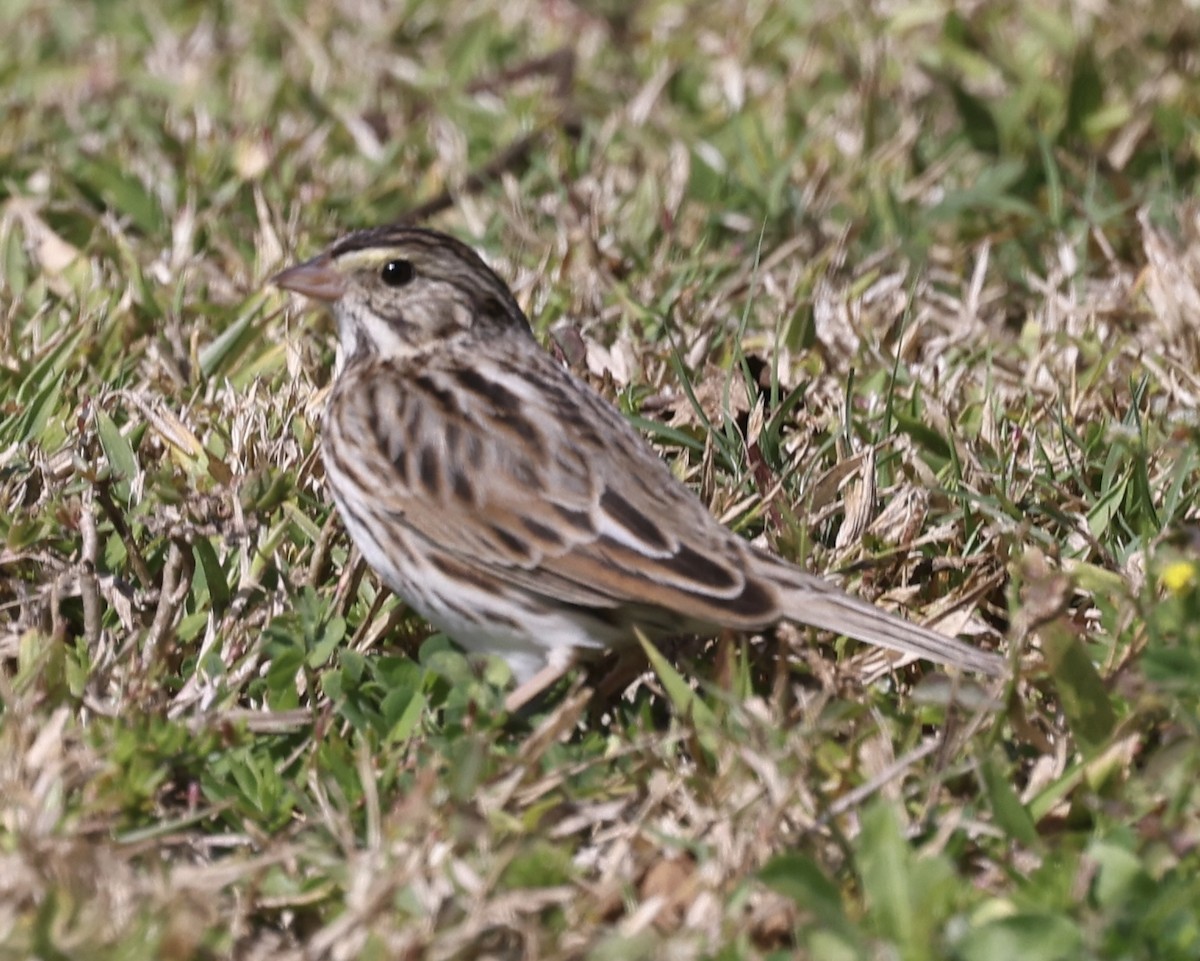 Savannah Sparrow - ML615312620