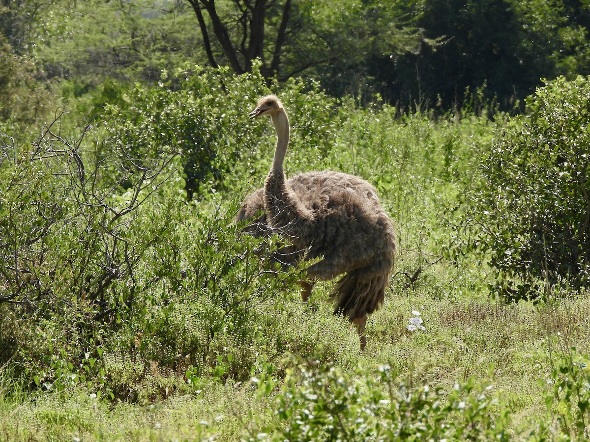 Somali Ostrich - ML615312968