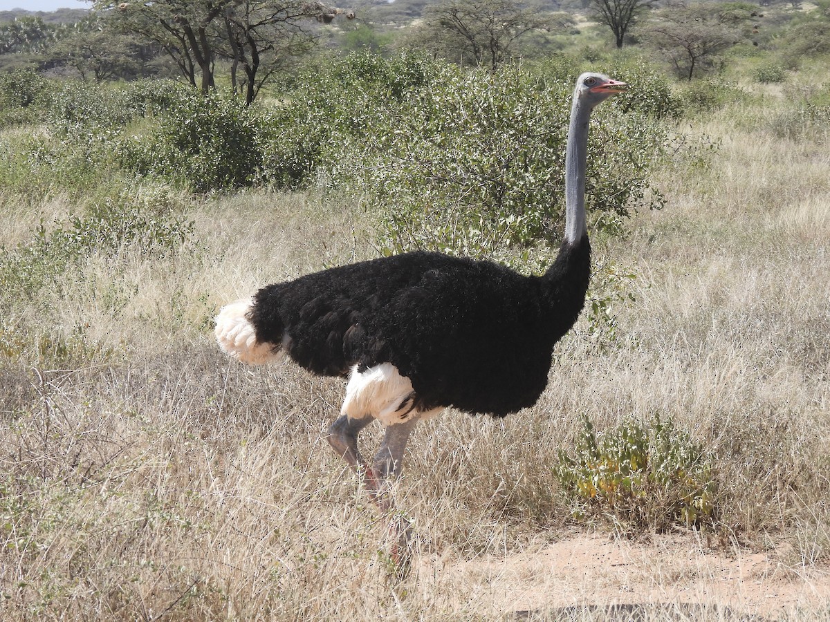 Somali Ostrich - Caroline Quinn