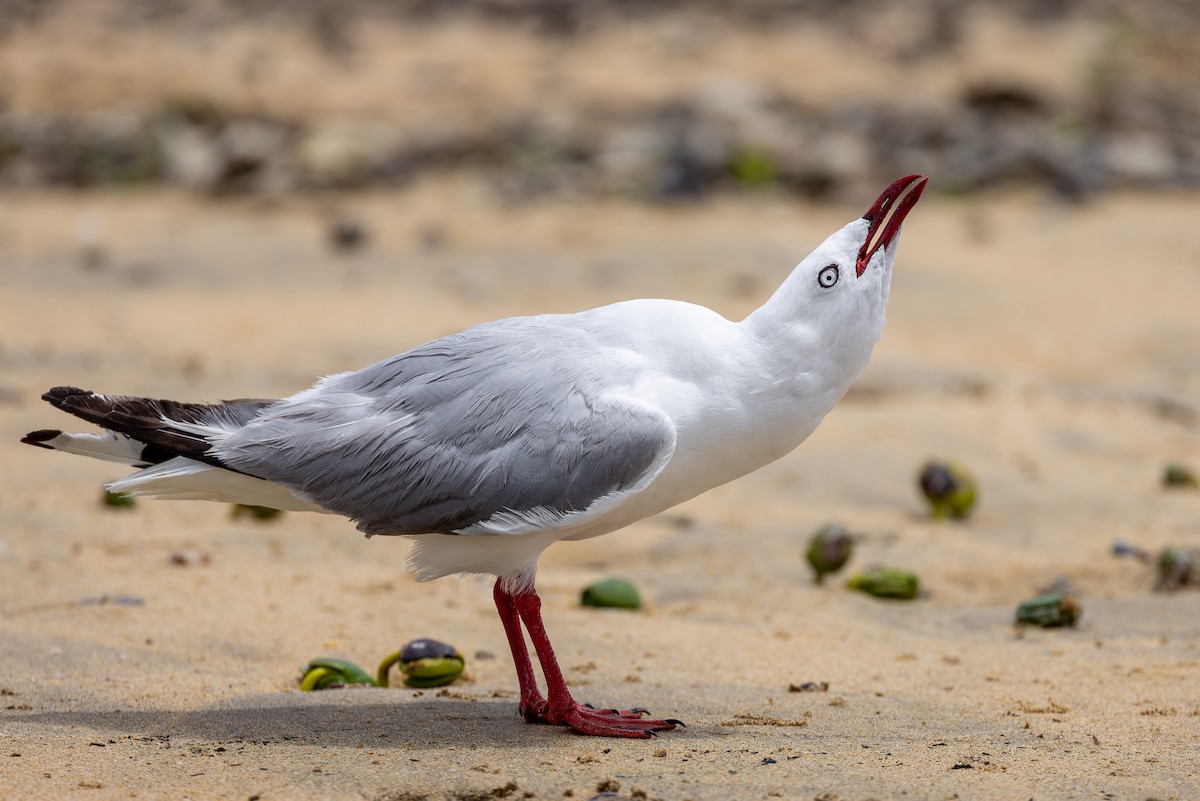 Silver Gull (Red-billed) - ML615313118