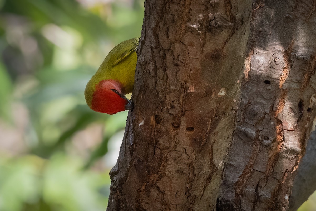 Red-headed Tanager - Sam Wilson