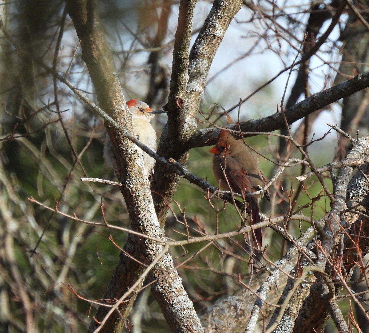 Red-bellied Woodpecker - ML615313184