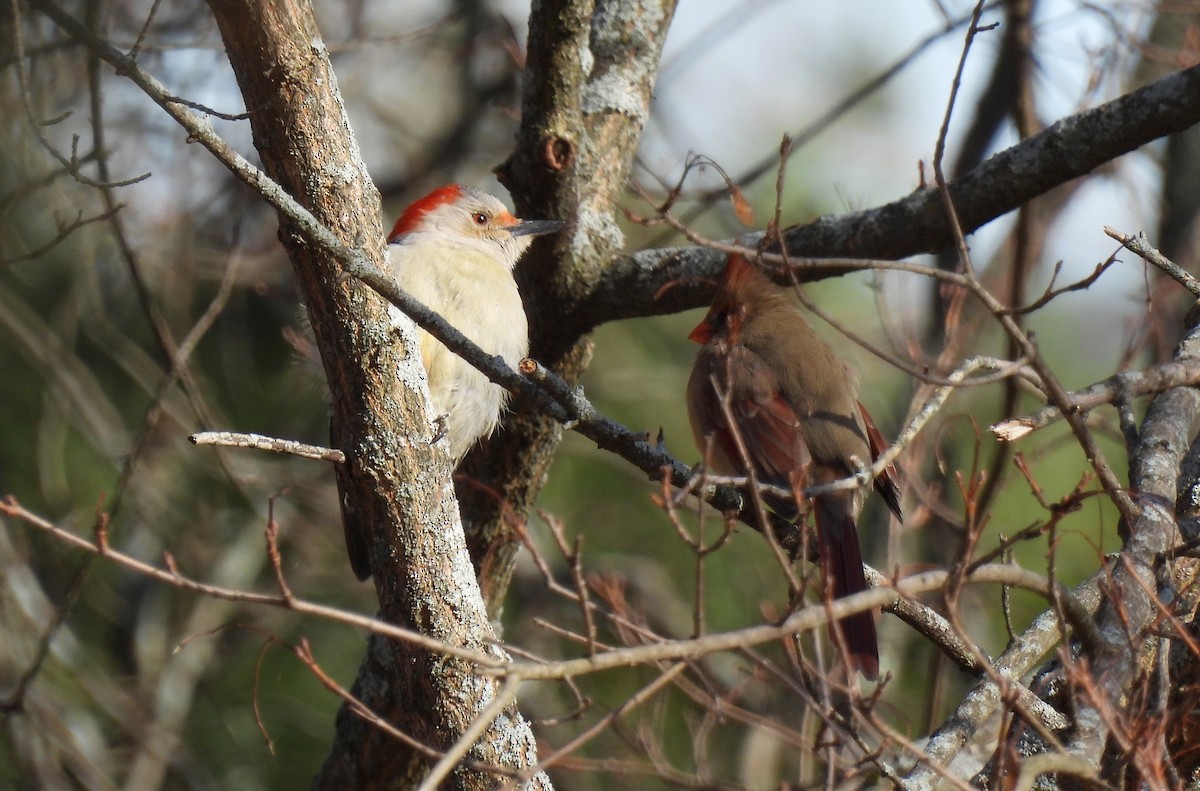 Red-bellied Woodpecker - ML615313194