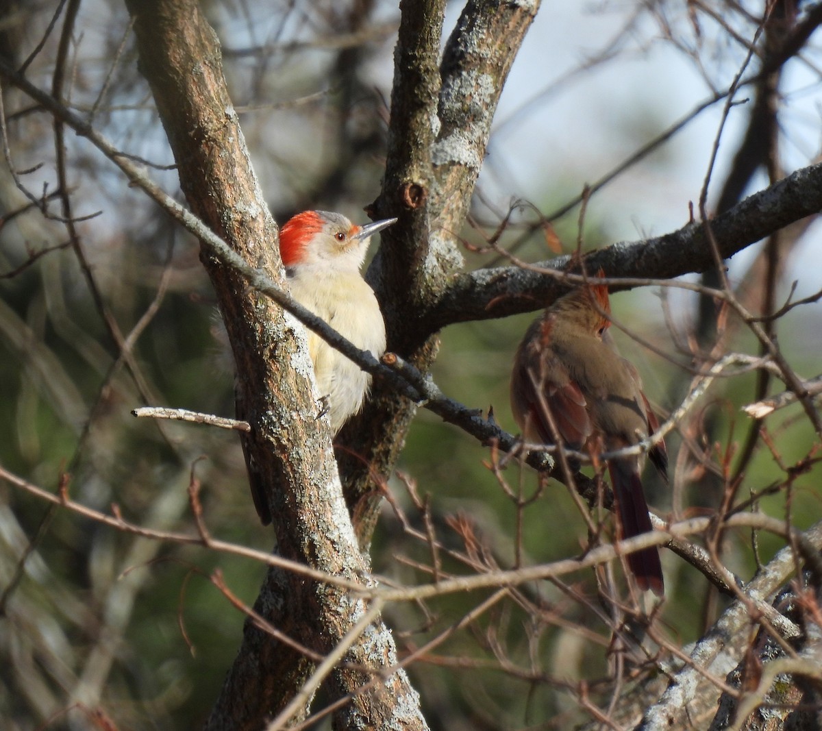 Red-bellied Woodpecker - ML615313208