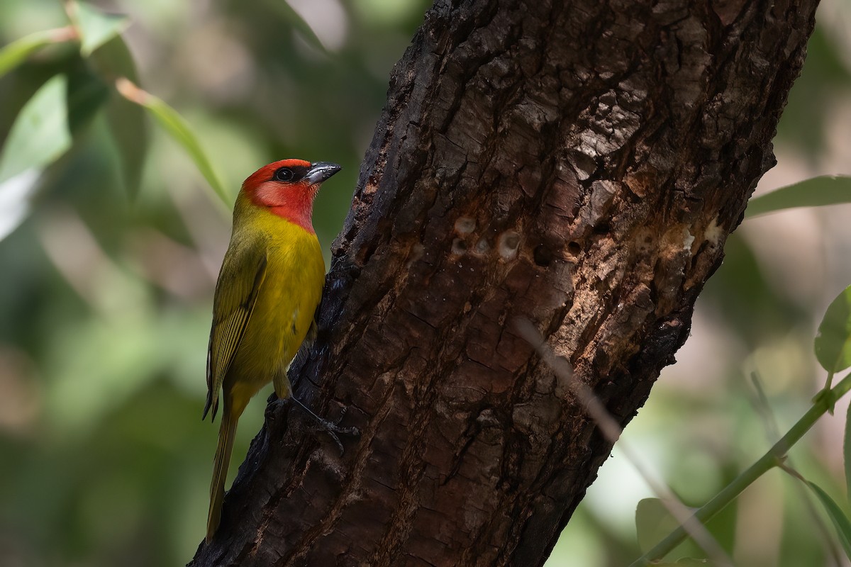 Red-headed Tanager - ML615313217