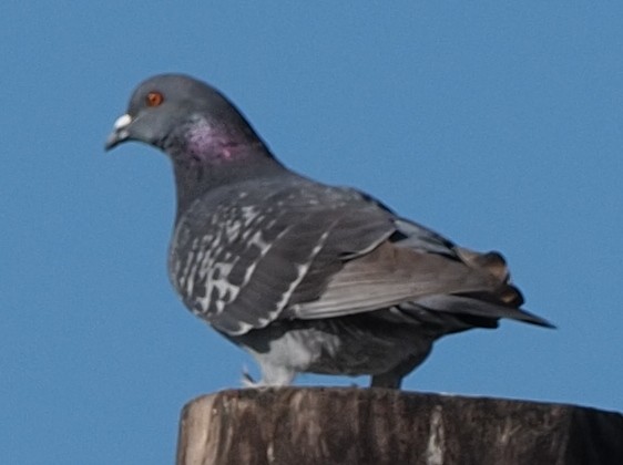 Rock Pigeon (Feral Pigeon) - ML615313259