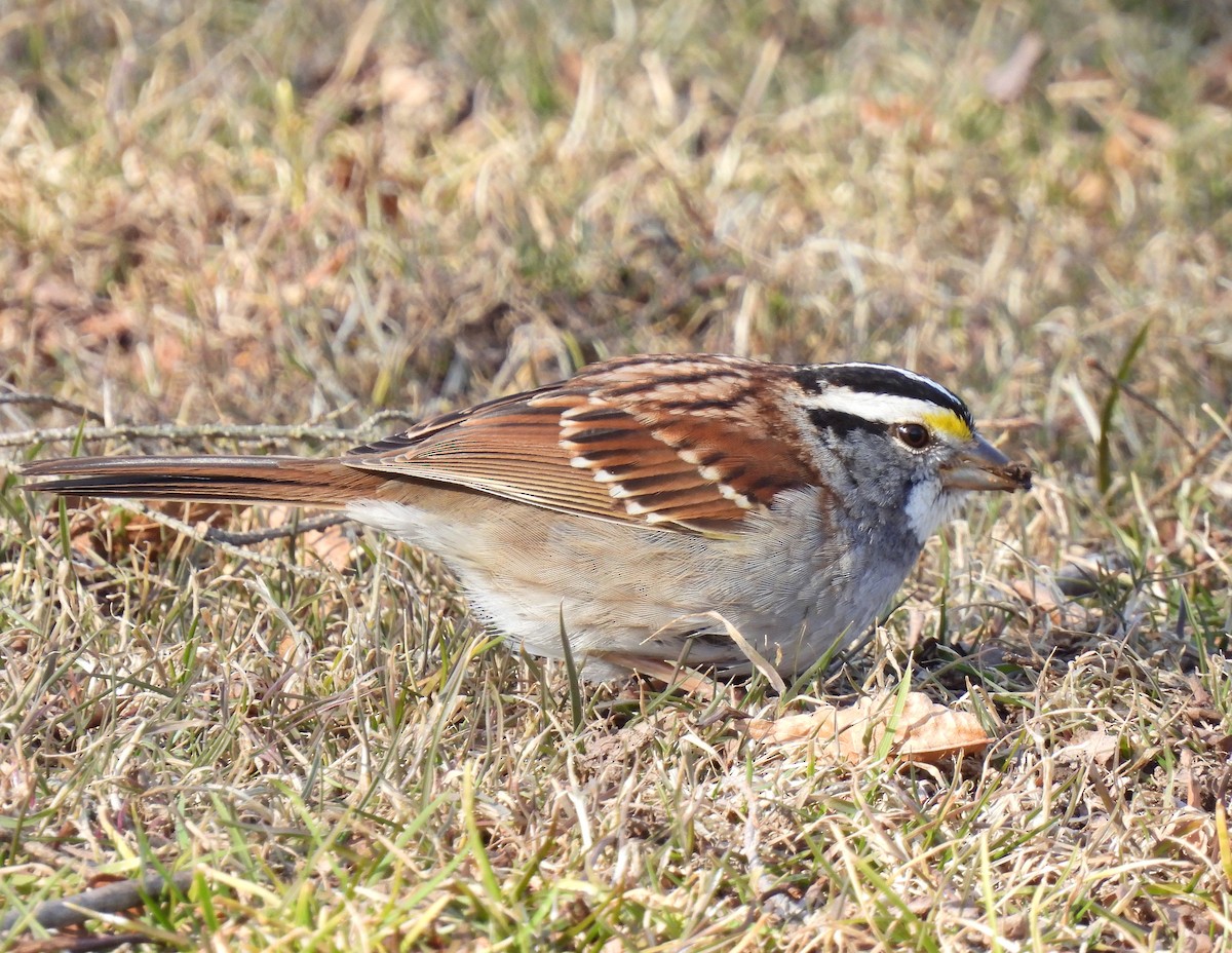 White-throated Sparrow - ML615313261