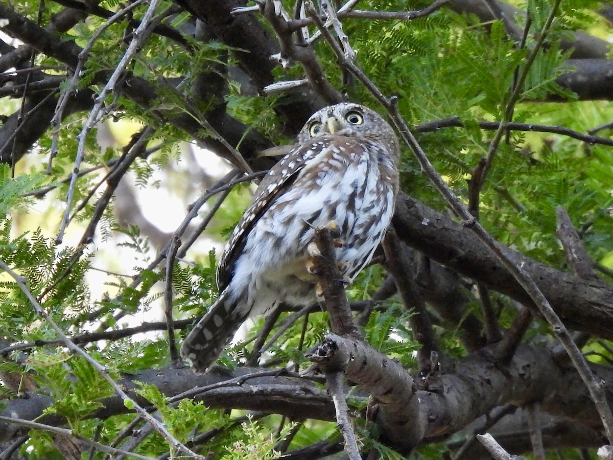 Pearl-spotted Owlet - ML615313361