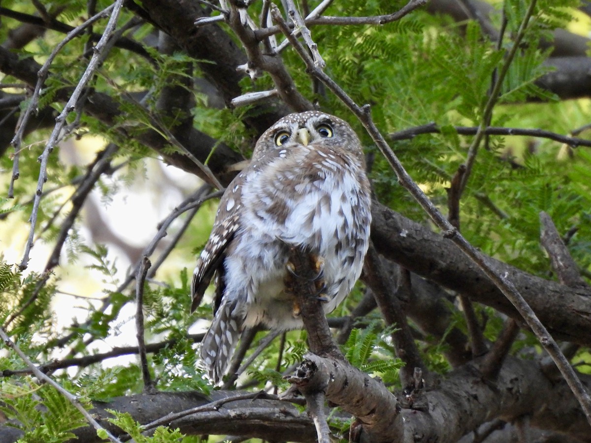 Pearl-spotted Owlet - ML615313362