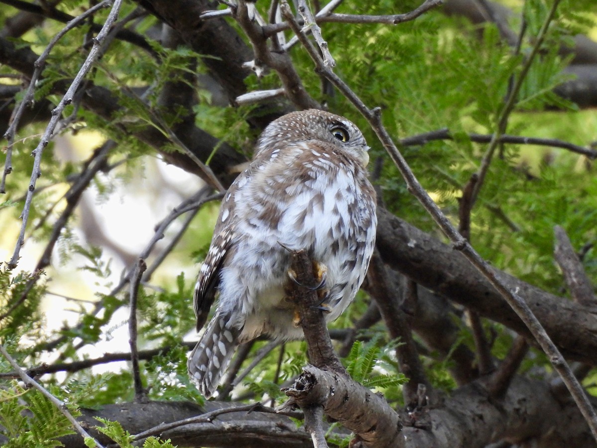 Pearl-spotted Owlet - ML615313363