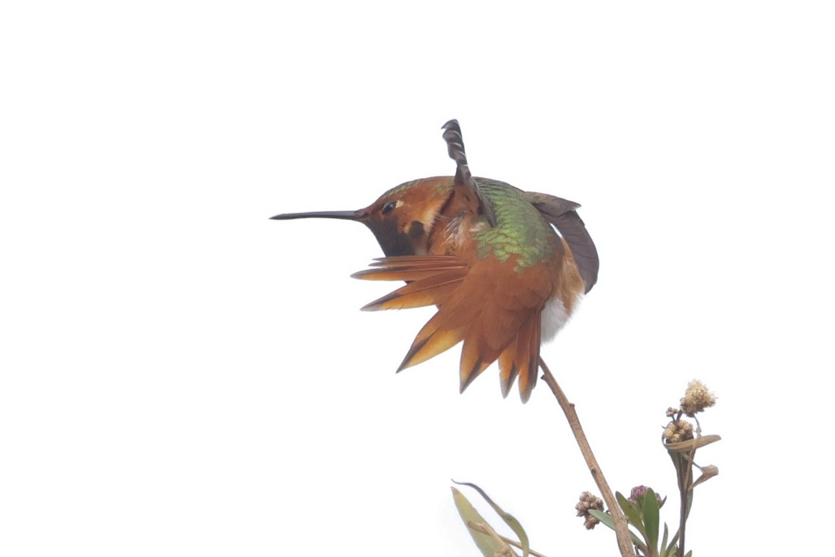 Allen's Hummingbird - ML615313603