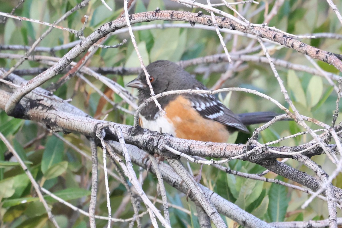 Spotted Towhee - ML615313684