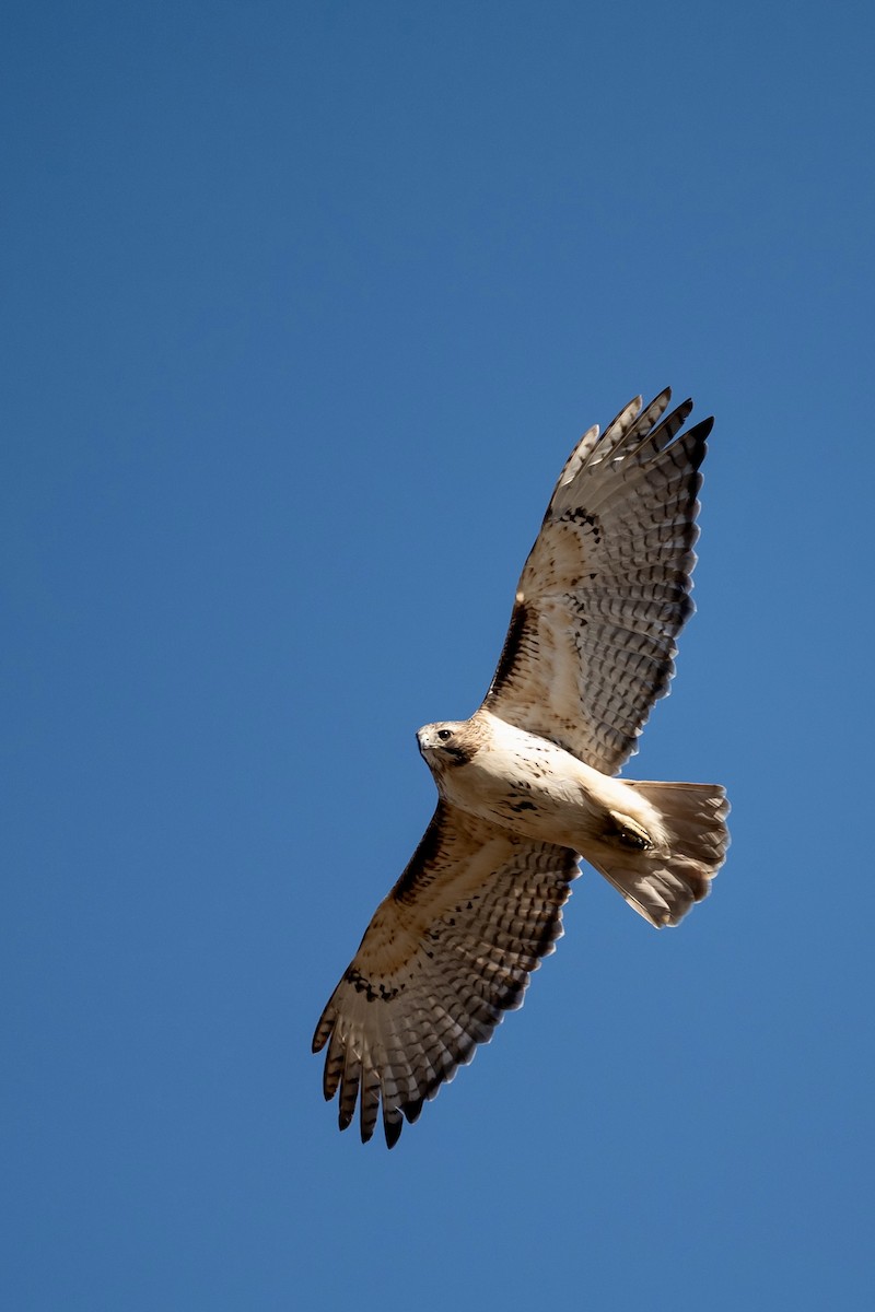 Red-tailed Hawk - ML615313691