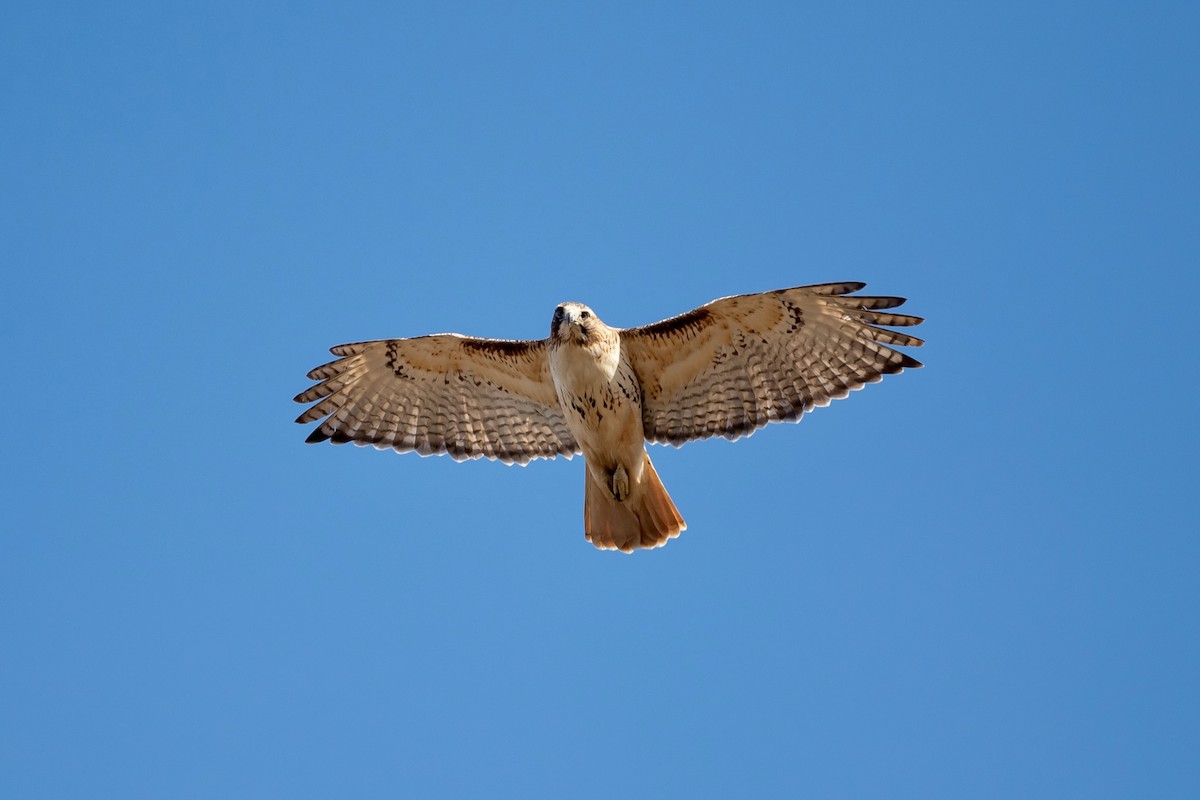 Red-tailed Hawk - ML615313692