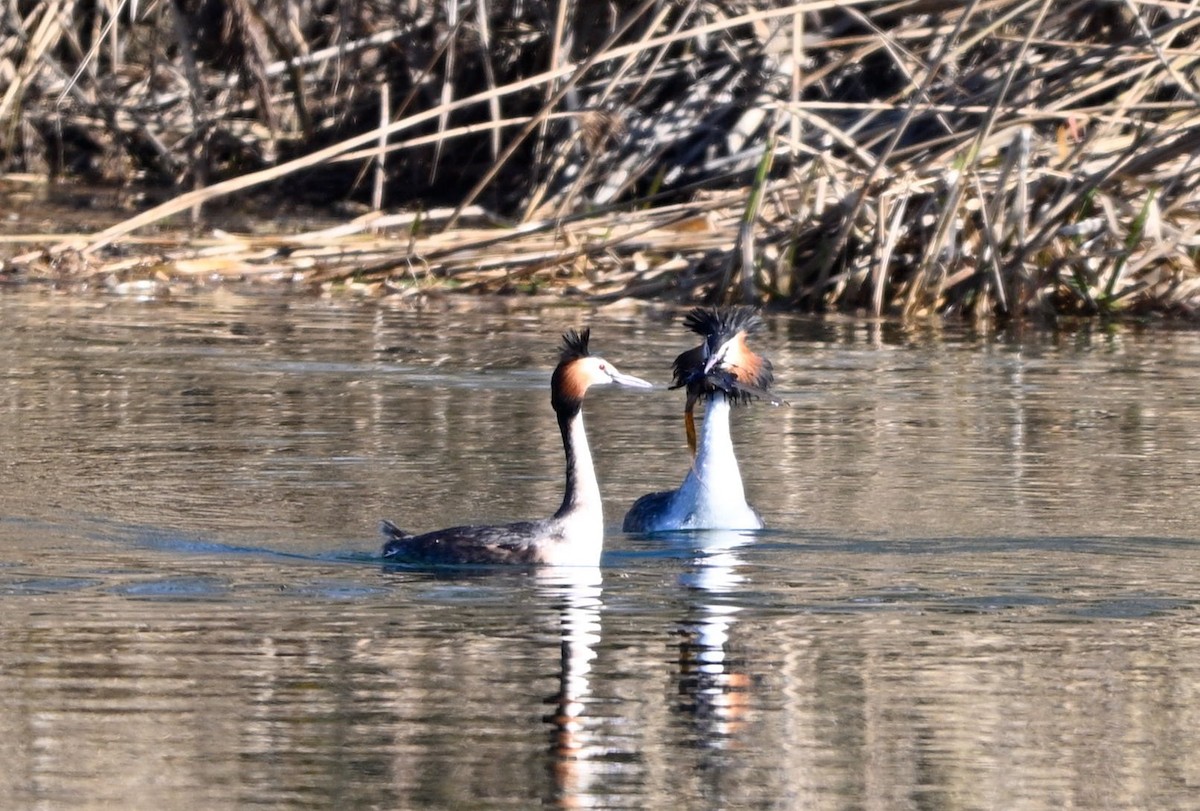 Great Crested Grebe - ML615313799
