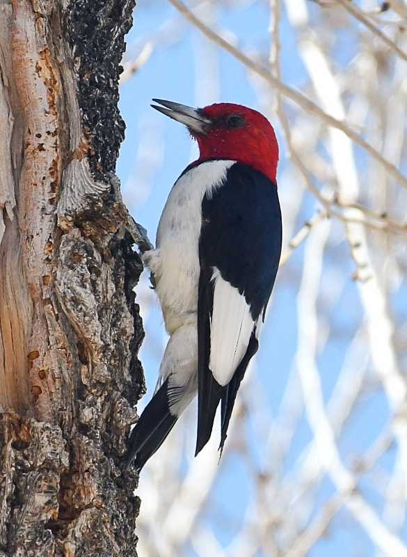 Red-headed Woodpecker - ML615313947
