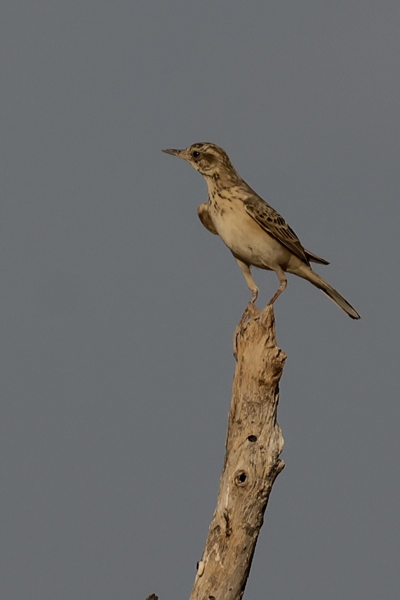 African Pipit - ML615314221