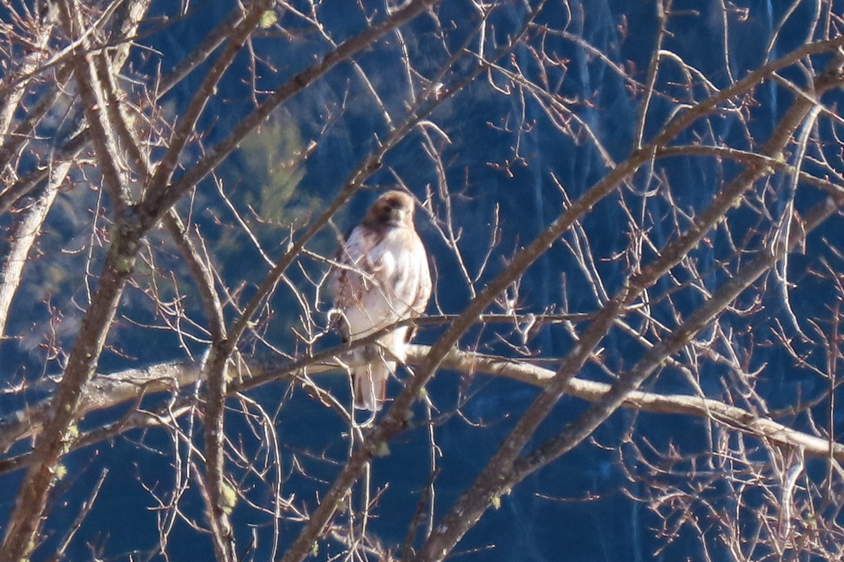 Red-tailed Hawk - ML615314250