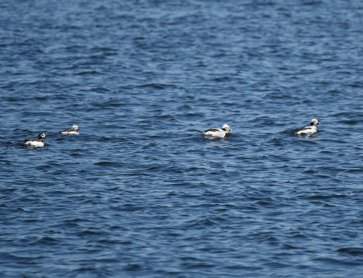 Long-tailed Duck - ML615314328