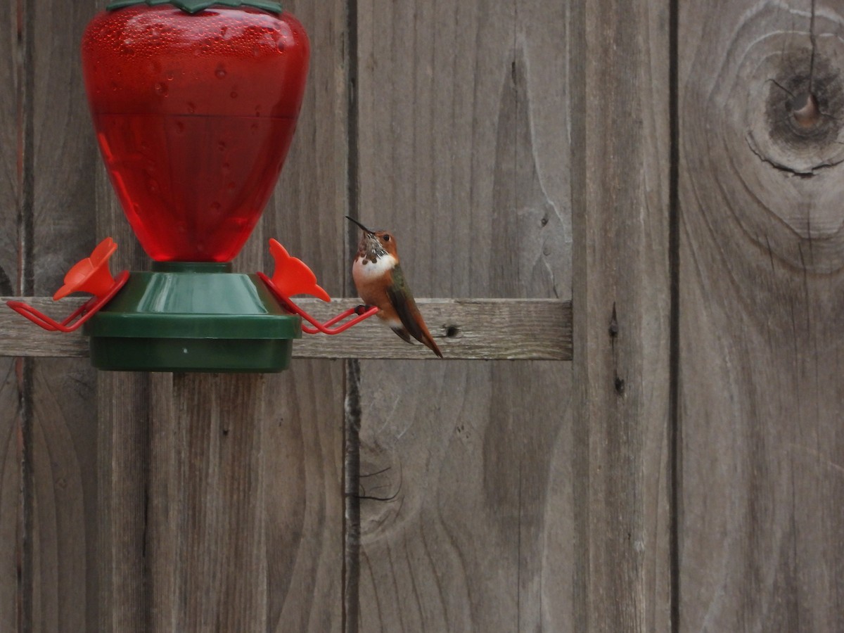 Allen's Hummingbird - ML615314391