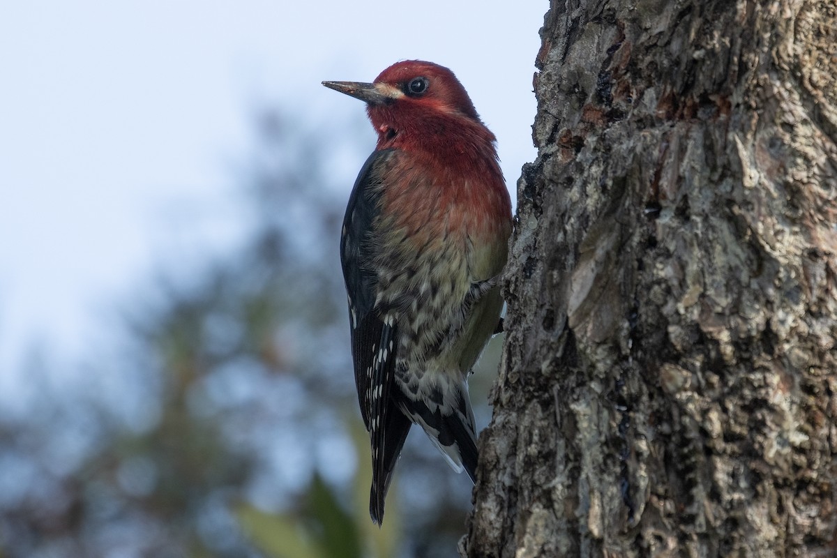 Red-breasted Sapsucker (ruber) - ML615314480