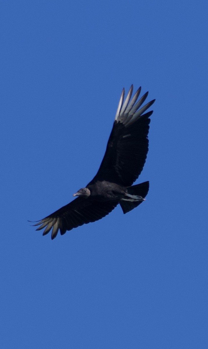 Black Vulture - ML615314526