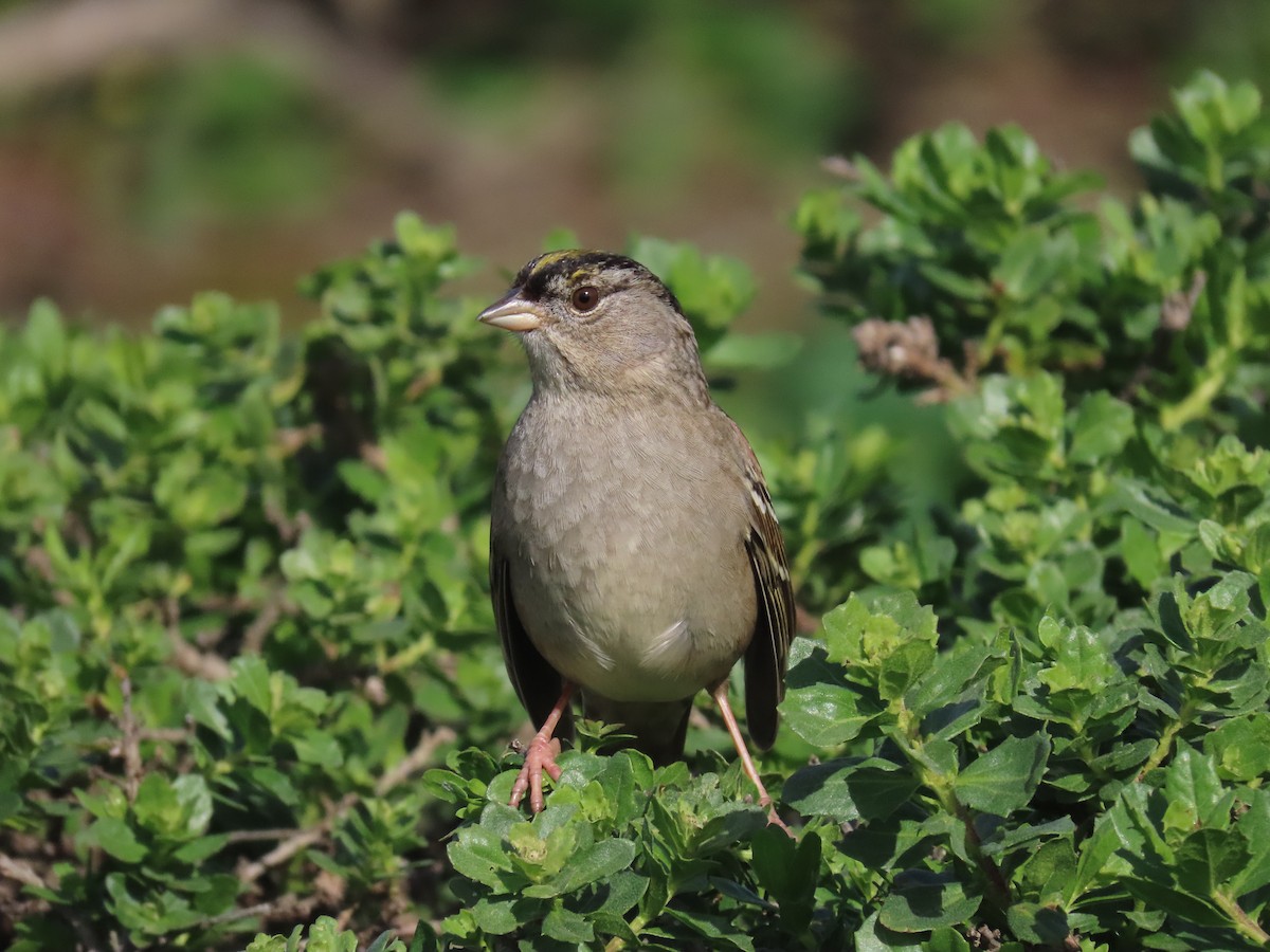 Golden-crowned Sparrow - ML615314559