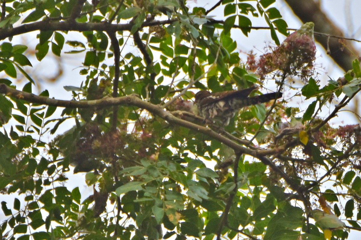 Yellow-throated Cuckoo - ML615314734