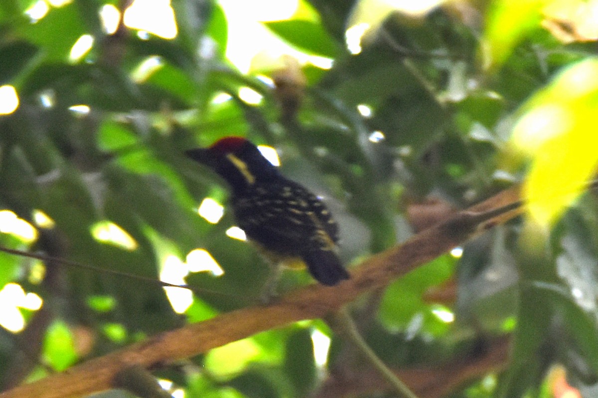 Yellow-spotted Barbet - ML615314805