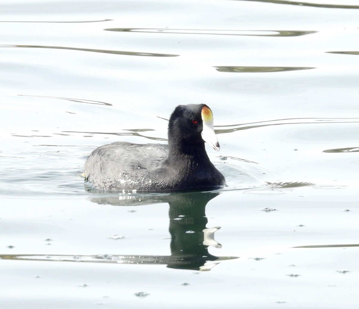 American Coot (White-shielded) - ML615314898