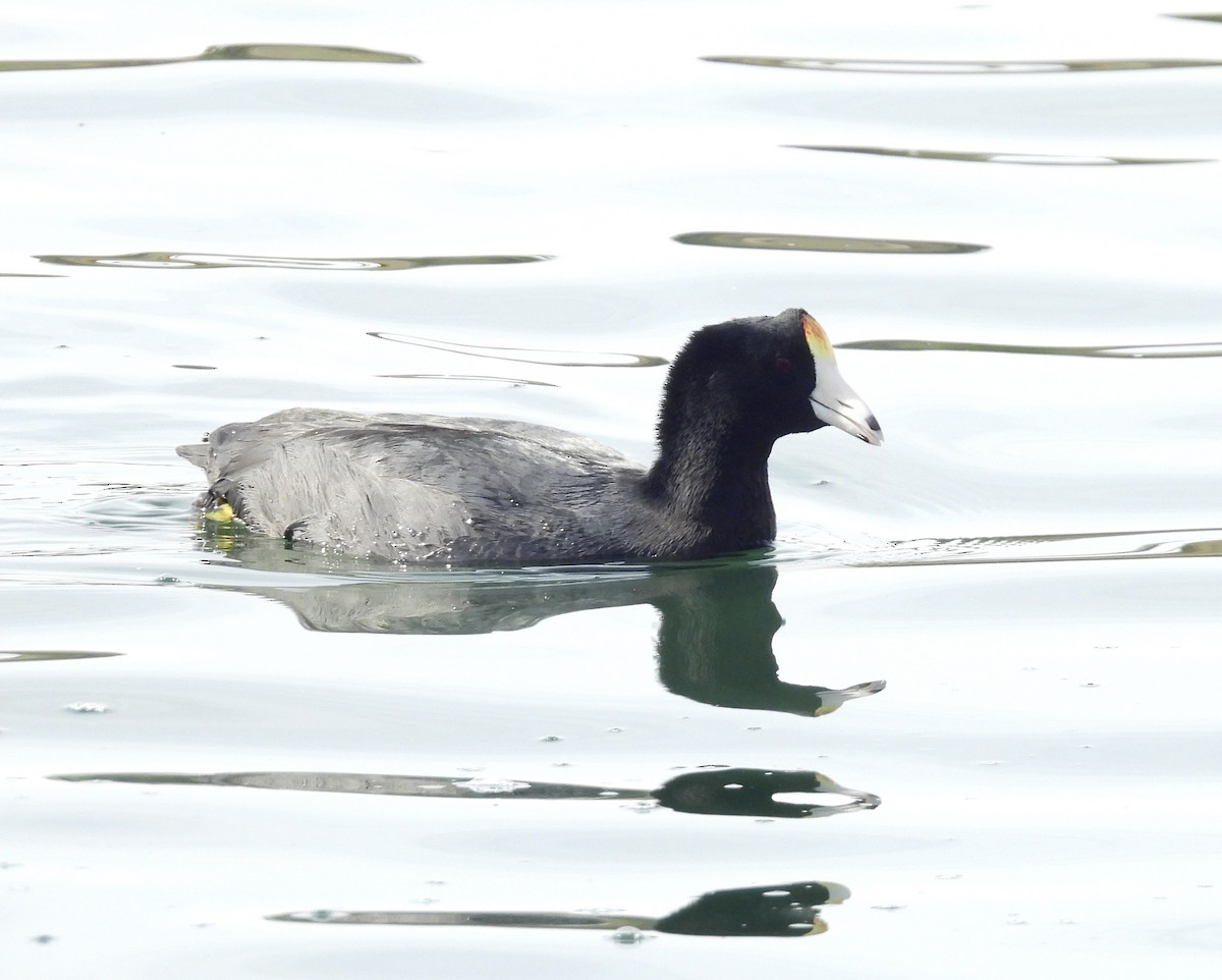 American Coot (White-shielded) - ML615314905