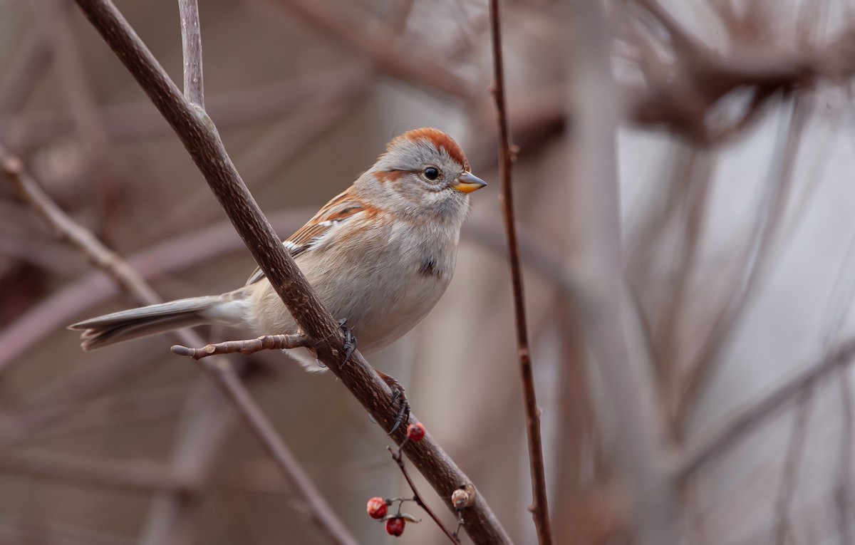 American Tree Sparrow - ML615314923