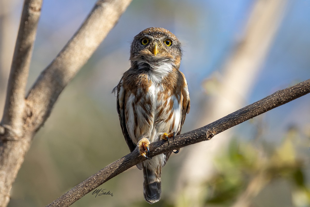 Colima Pygmy-Owl - Manuel Seda