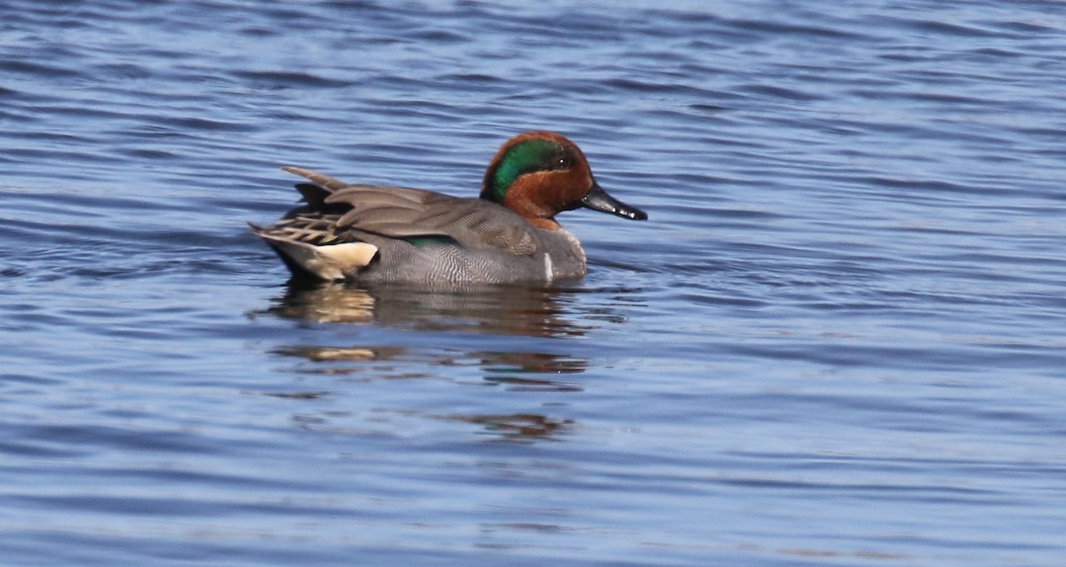 Green-winged Teal - ML615315077