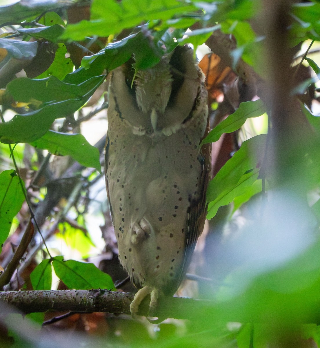 Sri Lanka Bay-Owl - David Houle